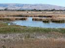 Coyote Hills